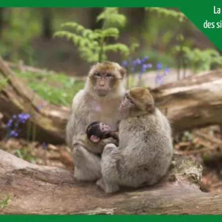 Apartamento La Parenthese Alsacienne Au Coeur De *